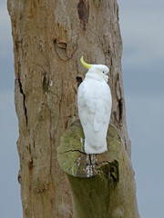 Sulphur-Crested Cockatoo Perched on a Cut Tree Branch © blueringmedia