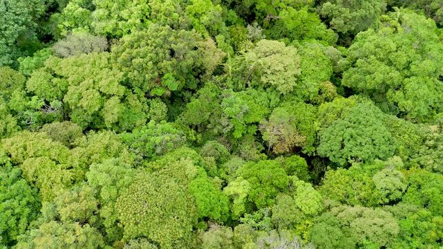 Aerial view of a vibrant jungle with deep green trees swaying softly