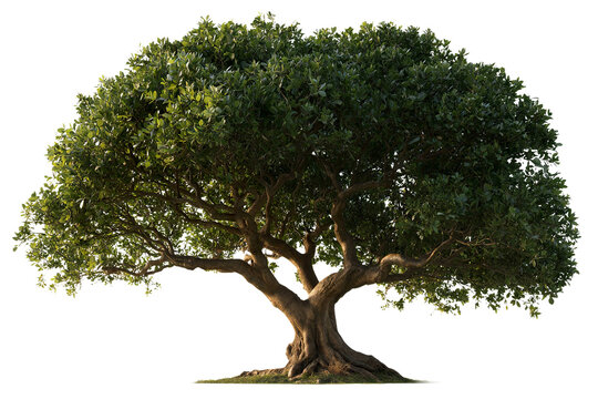 Mature tropical broadleaf tree with broad dense crown and thick trunk standing on grass with sunlight shining through leaves