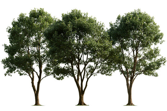 Three lush green broadleaf trees with multiple branching trunks and dense foliage in natural daylight