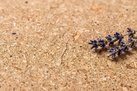 Natural agglomerated cork board texture with sprig of dried lavender