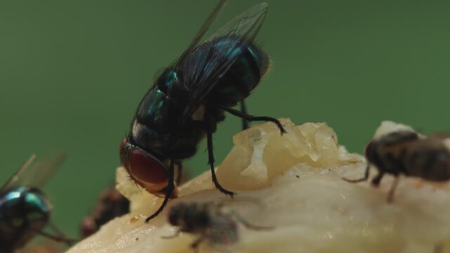 Extreme macro of a single green blowfly insect feeding on raw flesh with red eyes highlighted on green background
