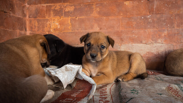 Cute brown stray puppy lying down resting and looking at camera in Kathmandu temple courtyard, Nepal