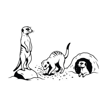 Meerkat family group living in the desert landscape with burrows and standing guard
