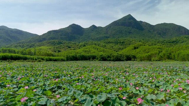 Sunlight illuminates a vast field of pink lotus flowers nestled in a