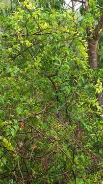 Pomegranate Tree Leaves Wet With Rain Swaying In Wind