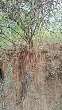 Mesquite Tree With Vines Overhanging Clay Dirt Cliff Edge