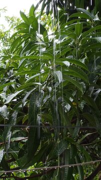 Stream Of Water Trickling Down Beside Green Mango Tree Leaves