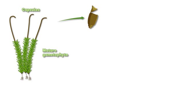 Educational Biological Animation of the Moss Plant Life Cycle