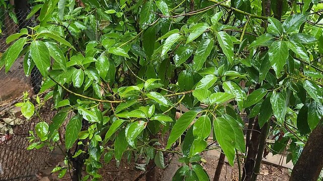 Raindrops Accumulated On Green Avocado Tree Leaves