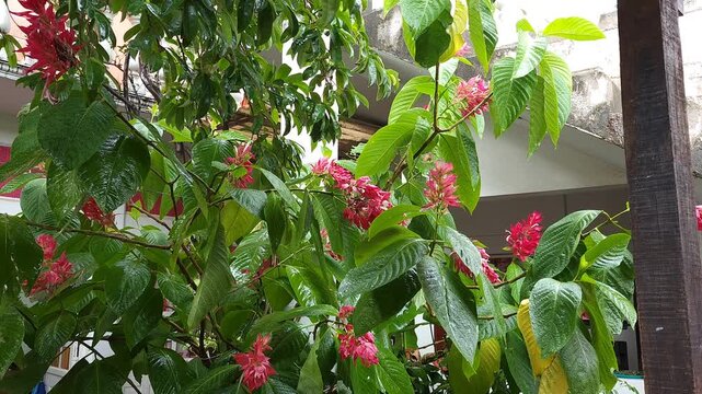 Rain Falling Directly On Green Plant In Home Backyard