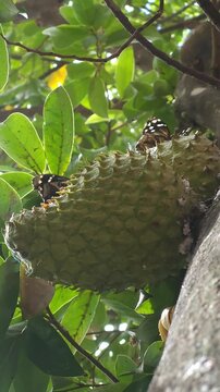 Butterflies Perched On Cut Soursop Fruit Feeding
