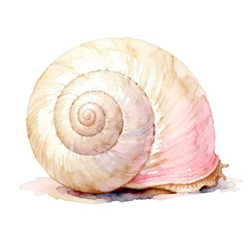 Watercolor Illustration of a Spiral Snail Shell with Soft Pink Accents