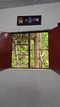View Through Open Window Towards Ladder And Garden Plants Outside