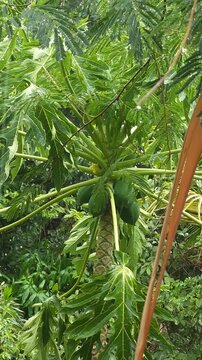 Papaya Tree With Green Fruits Swaying In Strong Wind And Rain
