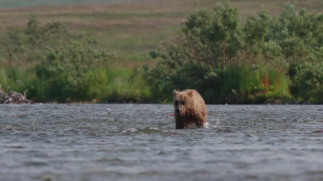 A coastal Alaska brown bear catching red sockeye salmon in the rivers in Katmai National Park, Alaska, USA and eating it on the shore to fatten up for winter