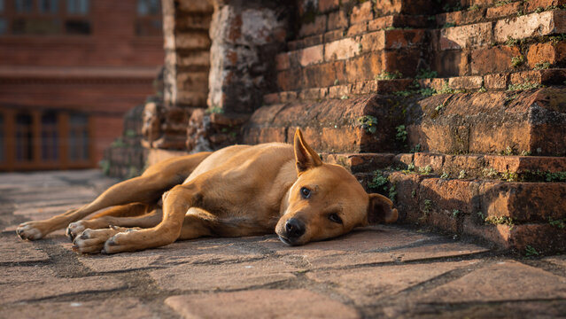 Brown stray dog lying down resting in golden hour sunlight at ancient brick temple, Kathmandu, Nepal