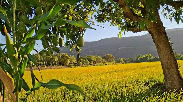 Golden rice field under clear blue sky framed by green corn leaves on the left and a mango tree branch with hanging fruits on the right with mountains and lush vegetation in the background
