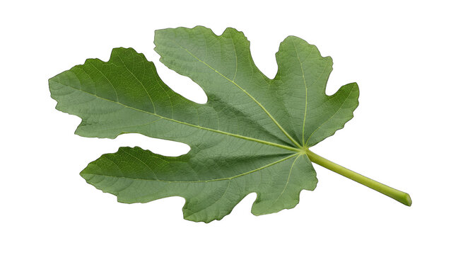 Single green fig leaf with detailed veins and serrated edges isolated on transparent background for botanical art design.