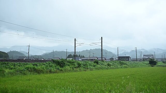 稲穂の実った雨の湖国を走るトワイライトエクスプレス瑞風 （北陸本線 米原～坂田, 2026年9月）