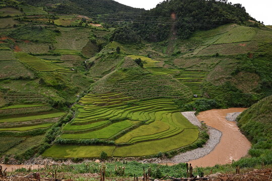MU CANG CHAI, VIETNAM - SEPTEMBER 2026: Panoramic high angle view of lush green curved terraced rice fields winding around a mountain river valley .

