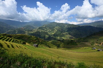 Obraz premium Breathtaking Panoramic View of Curved Green Rice Terraces in a Mountain Valley in Mu Cang Chai Vietnam 