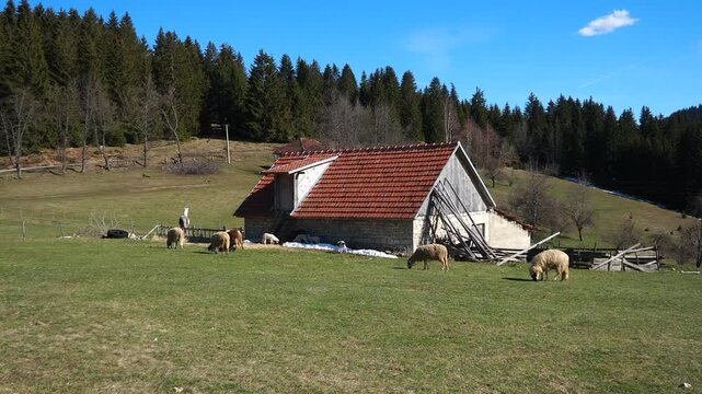 Mountain rural spring landscape, domestic animals grazing meadow next to barn. Horse, sheeps, goats nibbling grass. Zlatar Zlatibor Serbia Balkans. Subsistence agriculture. Dairy animals in pastures