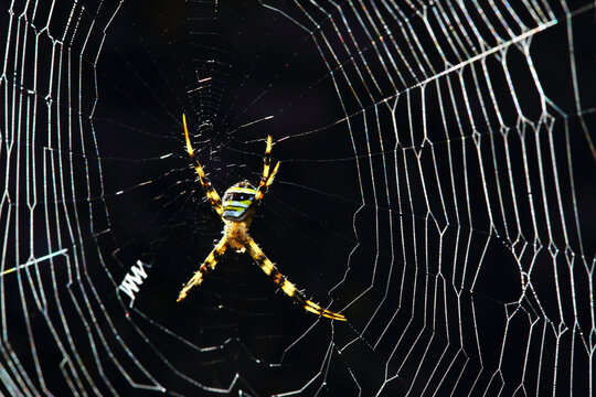 The Sarong-wearing spider or Signature-patterned spider (genus Argiope) is commonly known in English as the Signature Spider or St. Andrew's Cross Spider.
