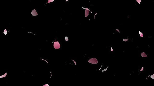 Floating pink sakura cherry blossom petals falling slowly against a dark amoled black background in a seamless loop animation for spring aesthetics