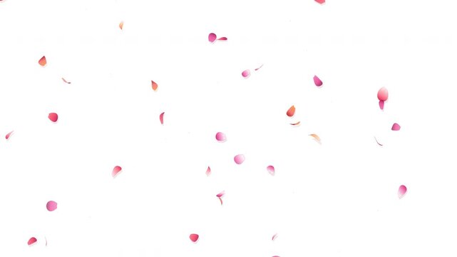 Gentle pink sakura flower petals slowly falling and drifting isolated on a pure white background for elegant spring motion design compositing