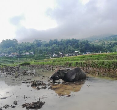 Domestic water buffalo cooling down and wallowing in a muddy pool within a lush green rice field landscape.