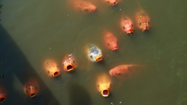 Group of orange fish with one unique gray fish in pond, concept of standing out from the crowd and individuality
