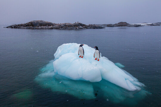 two cute penguins in Antarctica standing on melting ice during snowfall, global warming