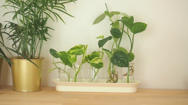 Lush green plants thrive in glass vases on a wooden table, adding a touch of nature.
