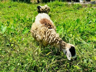 Two sheep with thick wool grazing on lush green grass in a sunny outdoor agricultural pasture. © Dimas Andi Juliawan