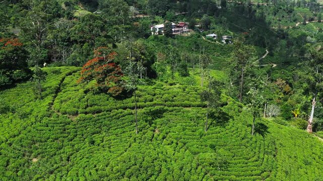 Aerial View of a Lush Green Tea Plantation in Sri Lanka with Red Bloss