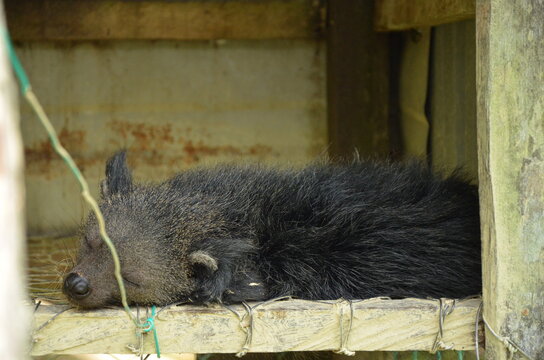 Close-up of a furry black binturong (bearcat) sleeping peacefully on a wooden platform