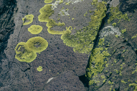 Green lichen pattern growth on dark rough mountain rock surface