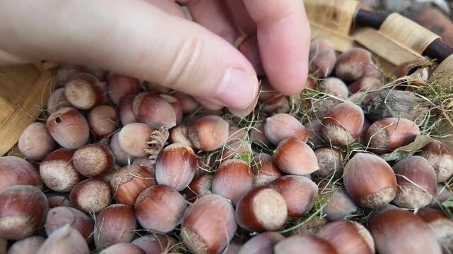 Slow motion close view of fresh hazelnuts arranged together with natural husks and textured brown shells.