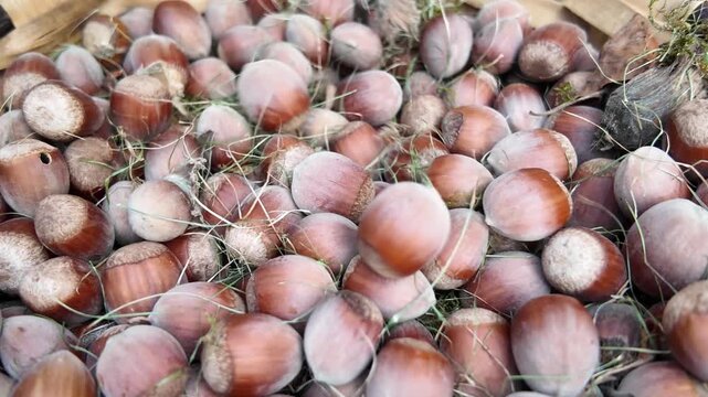 Macro slow motion view of fresh hazelnuts showing detailed shells, natural texture and earthy brown tones.