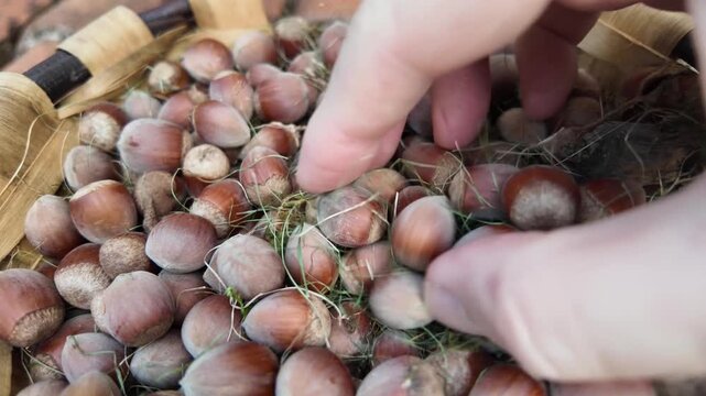 Hand selecting fresh hazelnuts from a rustic wooden container with natural husks and a warm earthy appearance.