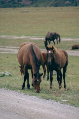 Fototapeta premium Young brown foal standing near mare grazing on green pasture