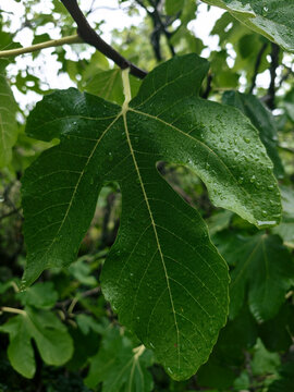 Wet Fig Leaf Covered with Fresh Rain Drops