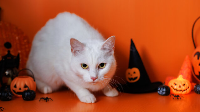 Cute white cat kitten beside decoration various jack o lantern pumpkin lantern on orange background create playful spooky trick or treat atmosphere halloween autumn seasonal holiday funny celebration.