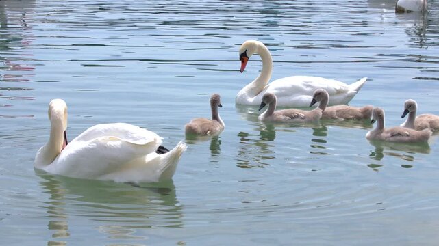 Mute Swan Family with Cygnets Swimming and Preening on Lake Water