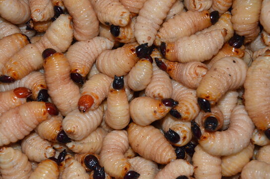 Close-up view of a pile of raw sago worms (palm weevil larvae), a traditional exotic edible insect in Southeast Asia