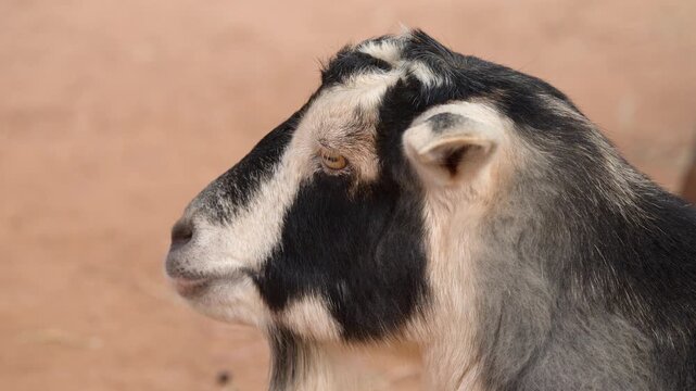 Side Profile Close Up of Domestic Goat Chewing Outdoors