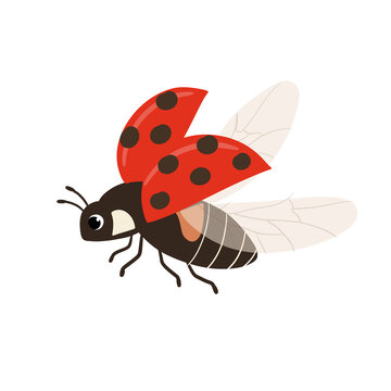 ladybug on white background