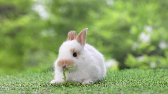 baby bunny easter rabbit eating food, carrot, grass on green garden nature with flowers background. Cute fluffy baby rabbits sniffing, looking around, nature life. Symbol of easter day.