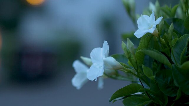 White Mandevilla Flowers Blooming in Garden at Dusk